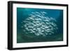 Small School of Indian Mackerel (Rastrelliger Kanagurta) in Shallow Water-Mark Doherty-Framed Photographic Print