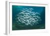 Small School of Indian Mackerel (Rastrelliger Kanagurta) in Shallow Water-Mark Doherty-Framed Photographic Print