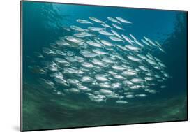 Small School of Indian Mackerel (Rastrelliger Kanagurta) in Shallow Water-Mark Doherty-Mounted Photographic Print