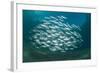 Small School of Indian Mackerel (Rastrelliger Kanagurta) in Shallow Water-Mark Doherty-Framed Photographic Print