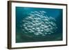 Small School of Indian Mackerel (Rastrelliger Kanagurta) in Shallow Water-Mark Doherty-Framed Photographic Print