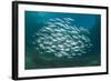 Small School of Indian Mackerel (Rastrelliger Kanagurta) in Shallow Water-Mark Doherty-Framed Photographic Print