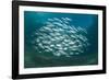 Small School of Indian Mackerel (Rastrelliger Kanagurta) in Shallow Water-Mark Doherty-Framed Photographic Print