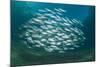 Small School of Indian Mackerel (Rastrelliger Kanagurta) in Shallow Water-Mark Doherty-Mounted Photographic Print