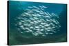 Small School of Indian Mackerel (Rastrelliger Kanagurta) in Shallow Water-Mark Doherty-Stretched Canvas