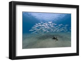 Small School of Indian Mackerel (Rastrelliger Kanagurta) in Shallow Water-Mark Doherty-Framed Photographic Print