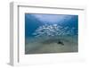 Small School of Indian Mackerel (Rastrelliger Kanagurta) in Shallow Water-Mark Doherty-Framed Photographic Print