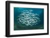 Small School of Indian Mackerel (Rastrelliger Kanagurta) in Shallow Water-Mark Doherty-Framed Photographic Print