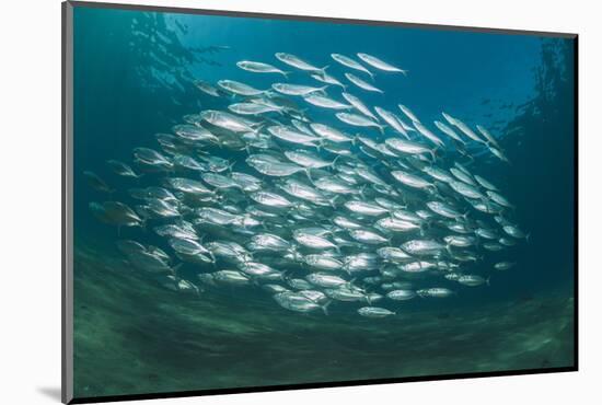 Small School of Indian Mackerel (Rastrelliger Kanagurta) in Shallow Water-Mark Doherty-Mounted Photographic Print