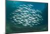 Small School of Indian Mackerel (Rastrelliger Kanagurta) in Shallow Water-Mark Doherty-Mounted Photographic Print