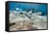 Small School of Sergeant Major Fish (Abudefduf Vaigiensis) in Shallow Sandy Bay-Mark Doherty-Framed Stretched Canvas