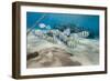 Small School of Sergeant Major Fish (Abudefduf Vaigiensis) in Shallow Sandy Bay-Mark Doherty-Framed Photographic Print