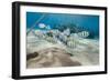 Small School of Sergeant Major Fish (Abudefduf Vaigiensis) in Shallow Sandy Bay-Mark Doherty-Framed Photographic Print