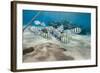 Small School of Sergeant Major Fish (Abudefduf Vaigiensis) in Shallow Sandy Bay-Mark Doherty-Framed Photographic Print