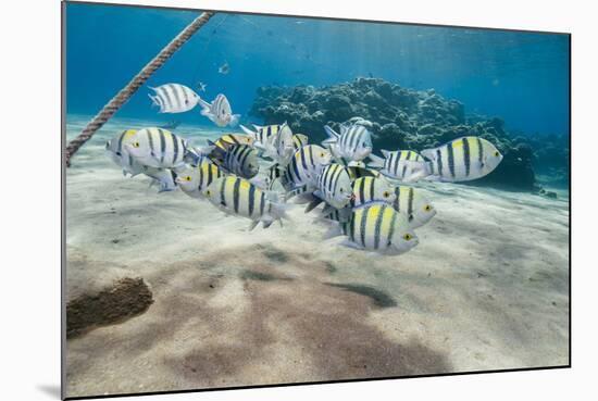 Small School of Sergeant Major Fish (Abudefduf Vaigiensis) in Shallow Sandy Bay-Mark Doherty-Mounted Photographic Print