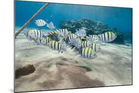 Small School of Sergeant Major Fish (Abudefduf Vaigiensis) in Shallow Sandy Bay-Mark Doherty-Mounted Photographic Print