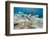 Small School of Sergeant Major Fish (Abudefduf Vaigiensis) in Shallow Sandy Bay-Mark Doherty-Framed Photographic Print