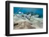 Small School of Sergeant Major Fish (Abudefduf Vaigiensis) in Shallow Sandy Bay-Mark Doherty-Framed Photographic Print