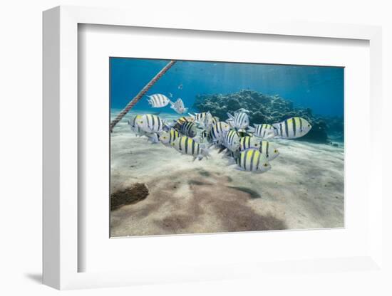 Small School of Sergeant Major Fish (Abudefduf Vaigiensis) in Shallow Sandy Bay-Mark Doherty-Framed Photographic Print