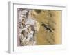 Small scissor bee in flight, Hertfordshire, England-Andy Sands-Framed Photographic Print