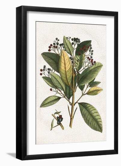 Small Seasonal Foliage IV-Vision Studio-Framed Art Print