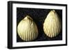 Small, Shell-Shaped Gold Pendants, from Burial Mound in Mining Village in Wadi Terfowi-null-Framed Giclee Print