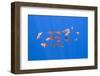 Small Shoal of Boarfish (Capros Aper) Pico, Azores, Portugal, June 2009-Lundgren-Framed Photographic Print