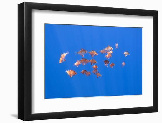 Small Shoal of Boarfish (Capros Aper) Pico, Azores, Portugal, June 2009-Lundgren-Framed Photographic Print