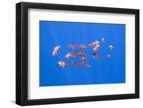 Small Shoal of Boarfish (Capros Aper) Pico, Azores, Portugal, June 2009-Lundgren-Framed Photographic Print