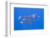 Small Shoal of Boarfish (Capros Aper) Pico, Azores, Portugal, June 2009-Lundgren-Framed Photographic Print