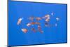 Small Shoal of Boarfish (Capros Aper) Pico, Azores, Portugal, June 2009-Lundgren-Mounted Photographic Print