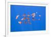 Small Shoal of Boarfish (Capros Aper) Pico, Azores, Portugal, June 2009-Lundgren-Framed Photographic Print