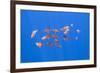 Small Shoal of Boarfish (Capros Aper) Pico, Azores, Portugal, June 2009-Lundgren-Framed Photographic Print