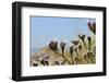 Small Skipper (Thymelicus Sylvestris) Feeding from Winged Sea Lavender (Limonium Sinuatum) Flower-Nick Upton-Framed Photographic Print