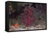 Small Soft Coral, Beqa Lagoon, Fiji-Stocktrek Images-Framed Stretched Canvas