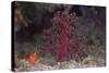 Small Soft Coral, Beqa Lagoon, Fiji-Stocktrek Images-Stretched Canvas