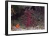 Small Soft Coral, Beqa Lagoon, Fiji-Stocktrek Images-Framed Photographic Print