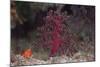 Small Soft Coral, Beqa Lagoon, Fiji-Stocktrek Images-Mounted Photographic Print