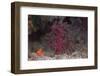 Small Soft Coral, Beqa Lagoon, Fiji-Stocktrek Images-Framed Photographic Print