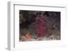 Small Soft Coral, Beqa Lagoon, Fiji-Stocktrek Images-Framed Photographic Print