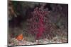 Small Soft Coral, Beqa Lagoon, Fiji-Stocktrek Images-Mounted Photographic Print