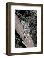 Small Spotted Genet (Genetta Genetta), Kgalagadi Transfrontier Park, South Africa, Africa-Ann and Steve Toon-Framed Photographic Print