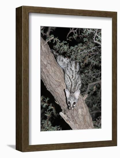 Small Spotted Genet (Genetta Genetta), Kgalagadi Transfrontier Park, South Africa, Africa-Ann and Steve Toon-Framed Photographic Print