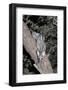 Small Spotted Genet (Genetta Genetta), Kgalagadi Transfrontier Park, South Africa, Africa-Ann and Steve Toon-Framed Photographic Print