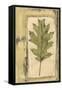 Small Spring Foliage V-Jennifer Goldberger-Framed Stretched Canvas