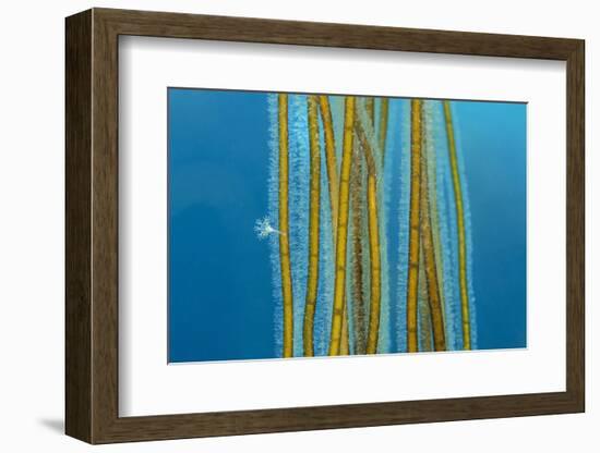 Small Stalked jellyfish attached to Bootlace weed, Cornwall-Alex Mustard-Framed Photographic Print