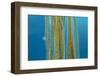 Small Stalked jellyfish attached to Bootlace weed, Cornwall-Alex Mustard-Framed Photographic Print