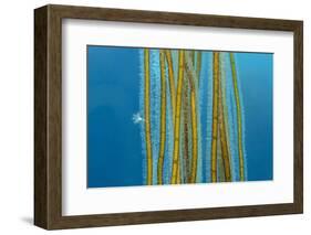 Small Stalked jellyfish attached to Bootlace weed, Cornwall-Alex Mustard-Framed Photographic Print