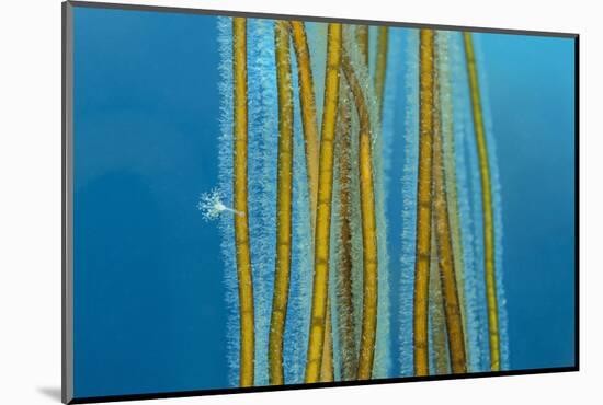 Small Stalked jellyfish attached to Bootlace weed, Cornwall-Alex Mustard-Mounted Photographic Print