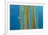 Small Stalked jellyfish attached to Bootlace weed, Cornwall-Alex Mustard-Framed Photographic Print